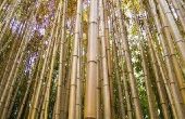 Hoe om te buigen van bamboe stokken