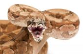 Hoe te behandelen mond Rot in huisdier slangen