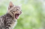 Tekenen & symptomen van Herpes bij katten