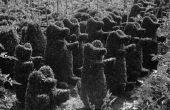Hoe ter dekking van een dierlijke Topiary met mos