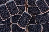 Zijn tuin Huckleberries giftig?
