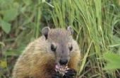 Hoe om te voorkomen dat Groundhogs eten planten