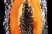 Het uitpakken van de olie van Papaya zaden