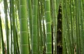 How to Build een vogelhuisje van bamboe
