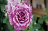 Namen van paarse rozen