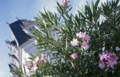 How to Cure Oleander blad Scorch