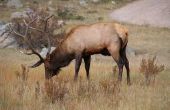 Top gebieden in New Mexico voor Elk jacht