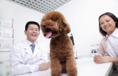 Hoe het aantrekken van nieuwe klanten naar uw veterinaire kliniek