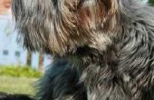 Hoe uw hond in de Eucalyptusolie bad voor vlooien