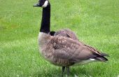 Zelfgemaakte Goose Repellent lokvogels