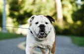 Wat Is het verschil tussen een Bulldog & een Pitbull?
