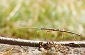 Wat roofdieren eten het Insect wandelstok?
