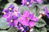 Afrikaanse viooltjes groeien goed in Florida?