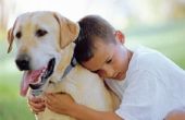 Hoe vaak moet een hond Booster vaccinaties krijgen?