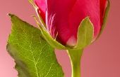 Toepassingen voor gedroogde Rose Petals