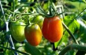 Gevolgen van Over tomatenplanten water geven