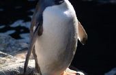 How to Make Penguin ambachten