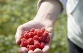 De beste bodem voor Raspberry planten
