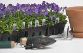 Hoe een paarse passie Plant object doorgeven