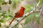 Hoe weet u of een kardinaal vogel Is mannelijk of vrouwelijk
