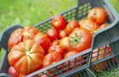 De beste tomatenrassen voor Canning