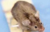 Muizen zijn leven in de glasvezel isolatie van mijn zolder