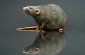 Rat besmetting waarschuwingssignalen