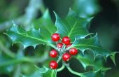 Wat doet de kerst Holly Plant vertegenwoordigen?
