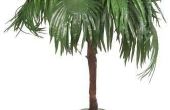 Mijn palmbomen hebben gele Tips