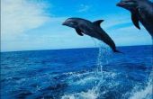 Wat zijn de kenmerken van dolfijnen?