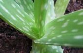 Het verschil tussen Agave en Aloe planten