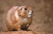 Wat zijn de verschillen tussen een marmot & een Prairie hond?