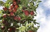 Zijn Self-Pollinating Jonathan appels?