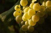 Lijst van Chardonnay-wijnen uit Californië