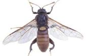 Hoe kan ik voorkomen dat wespen maken nesten op mijn veranda?