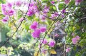 Hoe te moedigen Bougainvillea tot bloei