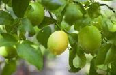 Hoe de zorg voor een Lemon Tree