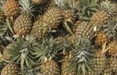 Verschil tussen geplette ananas op SAP & geplette ananas op zware siroop