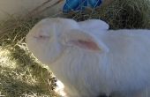 How to Control geur in een konijnenhok