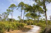 Lijst van naakt stranden in Florida