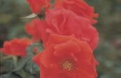 Hoe maak je een natuurlijke Fungicide voor Rose struiken