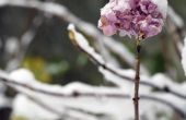 Winter zorg voor hortensia planten