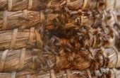 Ideeën voor het maken van een Bee Hive voor een schoolproject