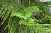Hoe de zorg voor een overdekte Norfolk Pine Tree