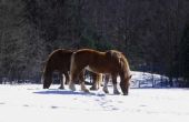 Soorten Winter gras paarden kunnen eten