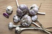How to Plant Garlic in Zone 6
