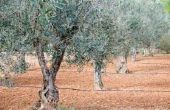 Vruchteloos Olive Tree rassen