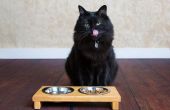 Tips voor het selecteren van de beste Food-optie voor uw kat