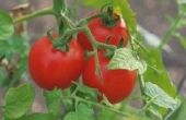 Waarom hebben mijn Homegrown tomaten lijnen of spleten?