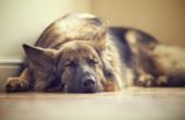 Behandelingen voor plotselinge Hip dislocatie bij honden